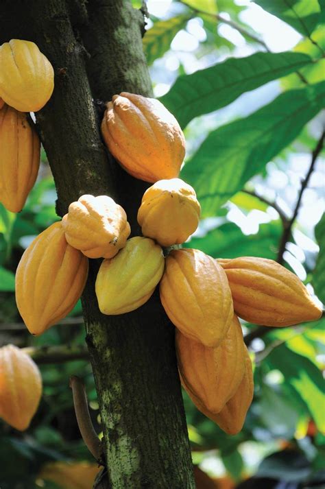 mudah   merawat tanaman kakao  berbuah
