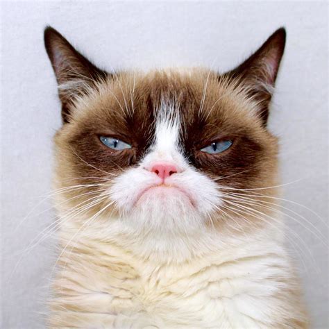 Grumpy Cat On Twitter S56wfinbya