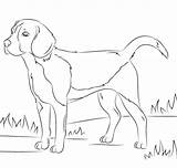 Pies Beagle Kolorowanka Kolorowanki Kategorii Druku sketch template