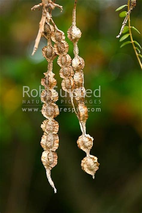 kowhai tree seed pods sophora sp hanging from tree nz