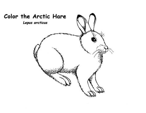arctic hare  arctic animals coloring page kids play color