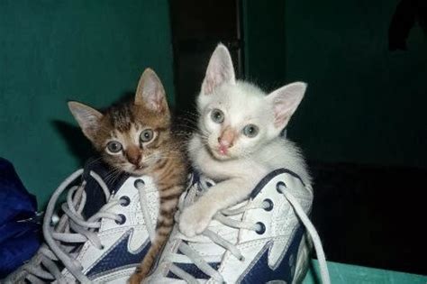 cute kittens in a shoe