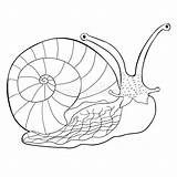 Mollusk Gastropod Snail Illustrazione Mollusco Gasteropodo Coloritura sketch template