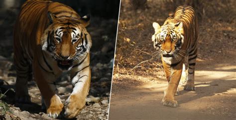 Tiger Has Now Walked More Than 1 000 Miles In Search For