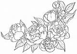 Peony Coloring Flower Drawing Line Tattoo Pages Chrysanthemum Vintage Flowers Henkes Kevin Peonies Cyen Lineart Outline Template Printable Color Blume sketch template