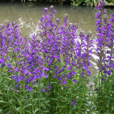 lobelia speciosa vedrariensis white flower farm