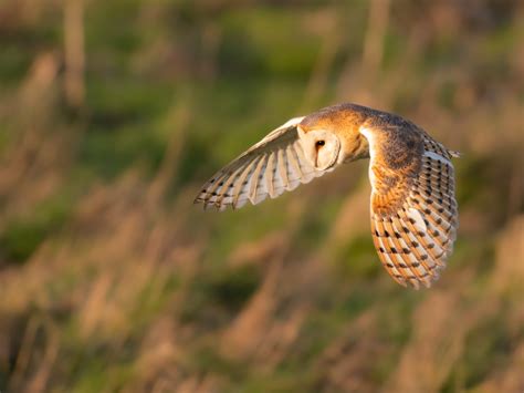 barn owl feathers sussex wildlife trust