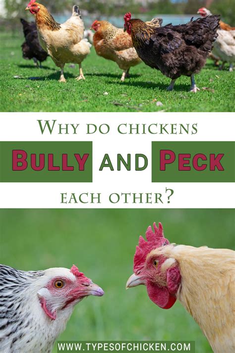 why do chickens bully and peck — types of chicken