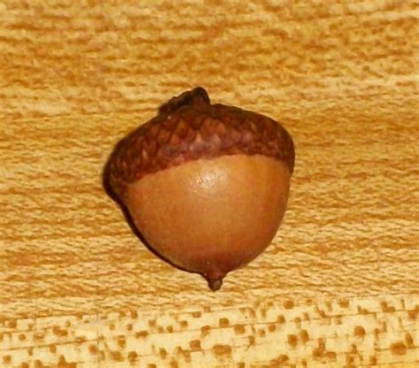 cabin talk acorn