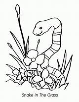 Snake Coloring Pages Grass Print Coloringhome sketch template