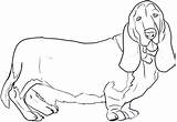 Hound Basset Coloring Dog Draw Dogs Getcolorings Drawings Animal Printable Drawing Dragoart sketch template