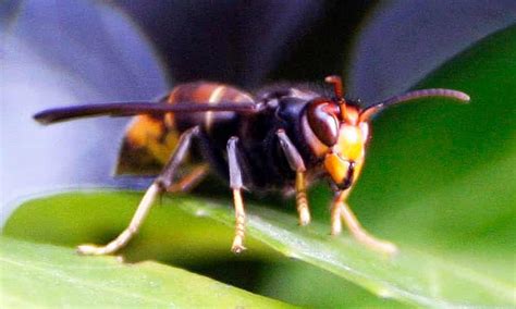 Britain S Beekeepers Told To Be Alert For Arrival Of Asian Hornets