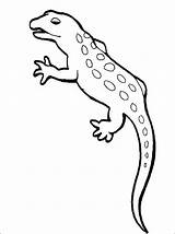 Newt Coloring Animal Colouring Pages Spotted Template Salamander Iguana Book Drawings Searches Recent Getdrawings Drawing Printable sketch template