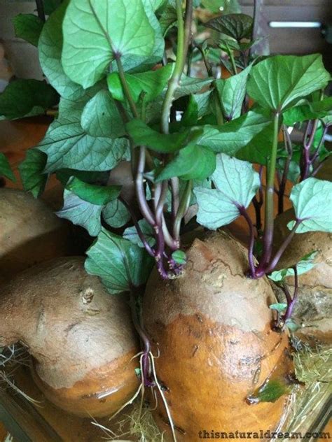 grow sweet potato slips  growing sweet