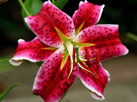 stargazer lilies stargazer lily pink lily dragon fruit stargazing