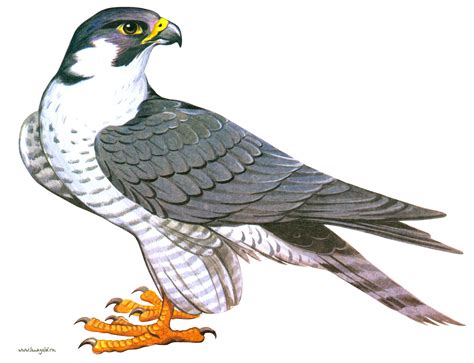 collection  falcon png pluspng