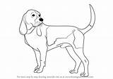Dog Hound Draw Step Drawing Dogs Make Tutorial Tutorials Drawingtutorials101 sketch template