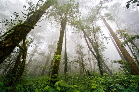 amazon rainforest feel  rainfall  leaves   world