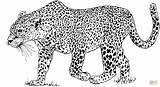 Kolorowanki Leopard Pantera Ausmalbild Kolorowanka Druku sketch template