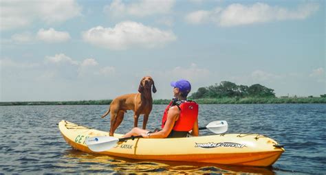 doggy paddle coastal explorations
