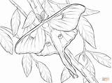 Coloring Moth Luna Pages Realistic Drawing Printable Dot sketch template