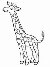 Giraffen Ausmalen Ausmalbilder sketch template