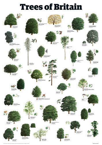 trees  britain art print  guardian wallchart easyartcom tree leaf identification tree uk
