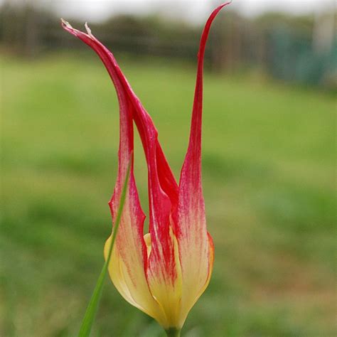 tulipa acuminata rose cottage plants