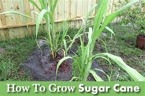 grow sugar cane