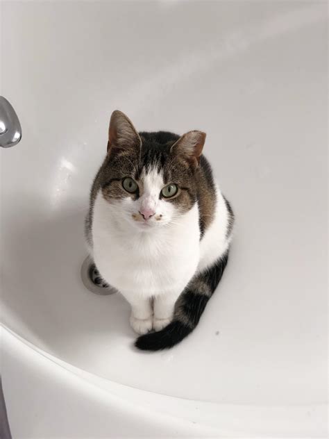 Curious Cleo In The Bath Tub Aww