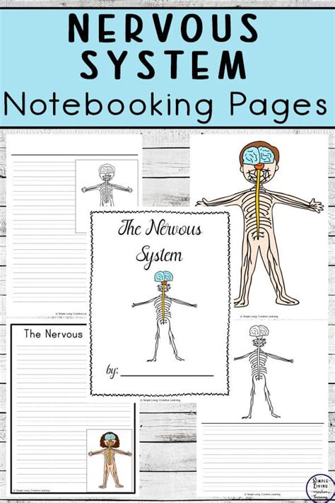 nervous system notebooking pages human body systems body systems