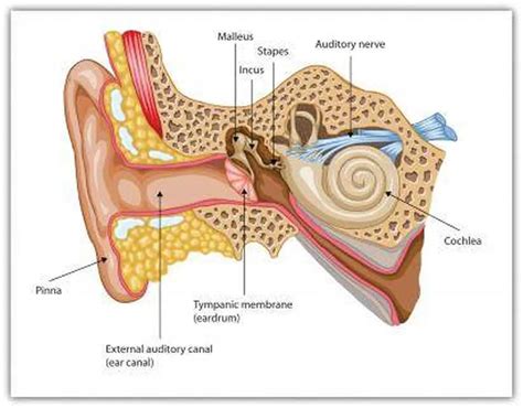 pictures  auditory bones