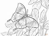 Butterfly Coloring Pages Ulysses Blue Butterflies Mountain Drawing Morpho Printable sketch template