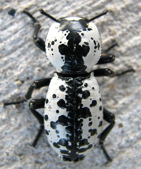 black  white bug zopherus nodulosus bugguidenet