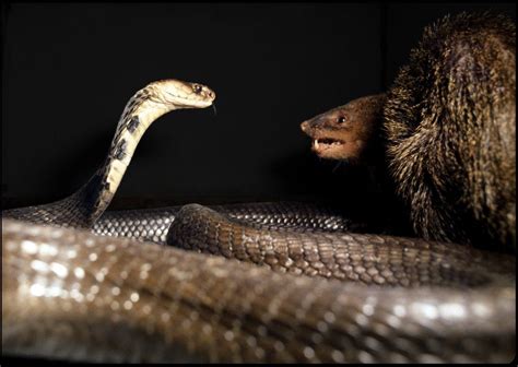 King Cobra Vs Green Anaconda Fight Comparison Who Will