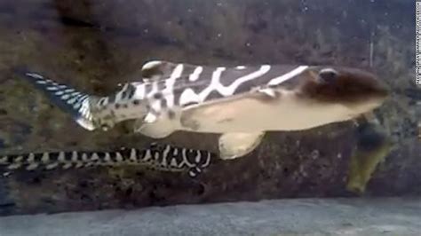 Zebra Shark Surprises Scientists After Giving Birth Without Male