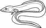 Eel Eels Gulper Colouring Moray Pluspng Futurama Clipartmag Designlooter sketch template