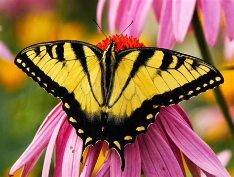 nature tiger swallowtail butterfly caterpillar