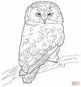 Coloring Owl Pages Flying Boreal Printable Owls Color Drawing Print sketch template