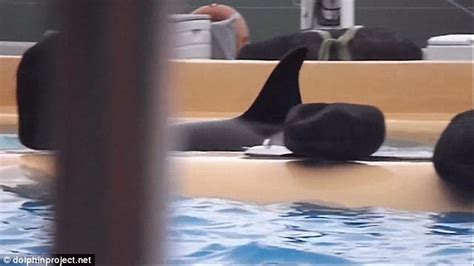 Video Shows Captive Seaworld Killer Whale Repeatedly Banging Its Head