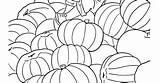 Coloring Harvest Pumpkin sketch template