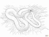 Snake Coloring Pages Rattlesnake Racer Buttermilk Color Rattle Supercoloring Printable Green Draw Coral Getdrawings sketch template