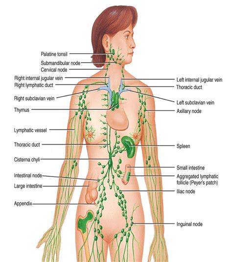Anatomy Of The Lymphatic System Lymph Africa Lymphatic System