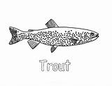 Apache Trout Tahoe Coloring Pages sketch template