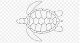 Turtle Hawksbill Loggerhead sketch template