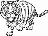 Tiger Coloring Rainforest Cute Pages Baby Drawing Siberian Wecoloringpage Getdrawings Getcolorings sketch template