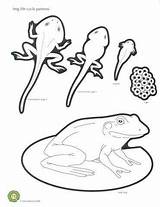 Frog Cycle Oviparos Viviparos Preschoolers Lifecycle Frogs Cycles Ciclo Ciclos Rana Vezi Ciencia Ciencias sketch template