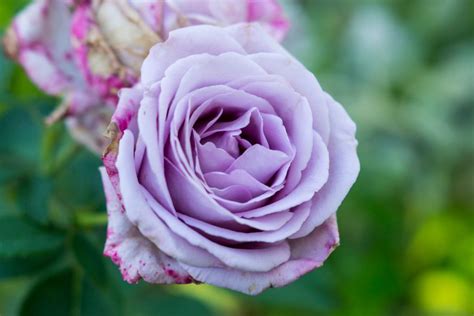 lila rosen die  schoensten violetten rosensorten plantura