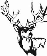 Deer Head Drawing Clipart Skull Mule Silhouette Clip Drawings Stag Skulls Line Stencil Cliparts 20drawing 20skull Outline Wood Burning Tattoo sketch template