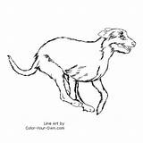 Wolfhound Coloring sketch template
